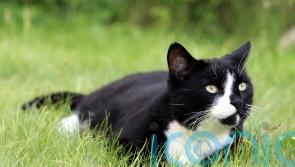 ‘Two million cats not microchipped’ as deadline looms