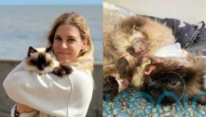 Vet bills for UK&rsquo;s &lsquo;bravest and most expensive cat&rsquo; reach &pound;25,000 as attack by four dogs costs owners their US holiday