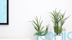 5 houseplants that will help you sleep