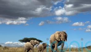 African elephants call each other by unique names, study shows