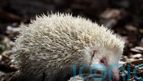 Wildlife SOS presenter Simon Cowell dies aged 72