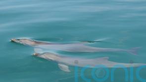 Male dolphins &lsquo;use social play to hone mating skills years before they mature&rsquo;