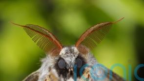 Weird insects you may find in your garden