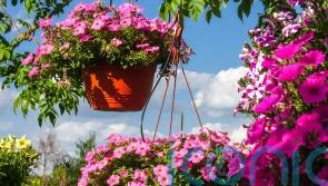 How to create the most beautiful hanging basket for summer