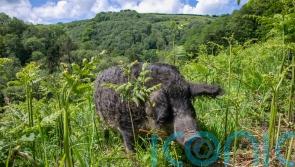 Hairy hogs and Longhorn cattle act as ‘living lawnmowers’ to help rare butterfly