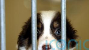 Pairing shelter dogs together ‘could cut stress and help them find homes sooner’