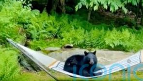 Young bear spotted relaxing on hammock in Vermont garden