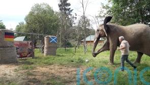 Bubi the elephant predicts Germany to win Euro 2024 opener against Scotland