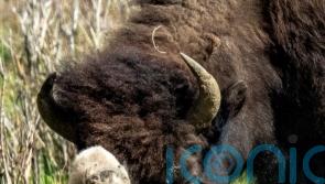 Reported birth of rare white buffalo calf ‘fulfils tribal prophecy’