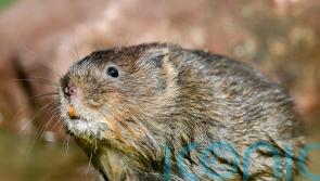 Beavers pave way for return of endangered water voles to Scottish rainforest