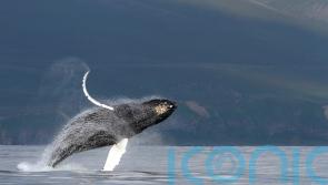 Human impact on ocean increasing pressure on dolphins and whales, says charity