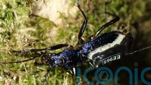 Scientists put ‘mini backpacks’ on one of UK’s rarest beetles to study movements