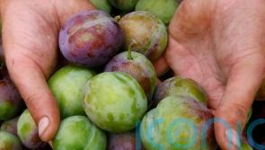 AI tool could use photographs to predict harvests, researchers say