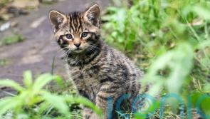 Birth of wildcat kittens in Kent wildlife park sparks hope for rarest UK mammal