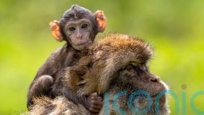 Safari park welcomes new baby to troop of endangered monkeys