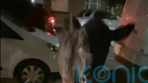 Police force must investigate whether decision to ram calf was proportionate