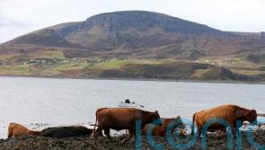 Tories to set out rural manifesto and declare farmers ‘neglected by SNP’