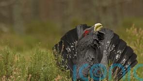 Researchers believe nest study offers lifeline to under-threat capercaillie