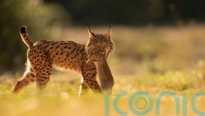 Iberian lynx back from brink of extinction