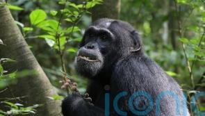 Chimps helping scientists find plants that have potential to become medicines
