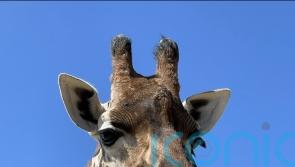 Zoo mourns death of 19-year-old giraffe
