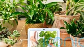How tech and AI can help keep your garden blooming