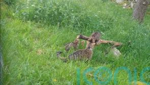 Critically endangered wildcat kittens born in wild in conservation boost