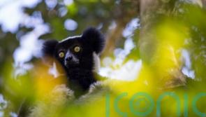 Madagascan lemur ‘honks’ are music to our ears