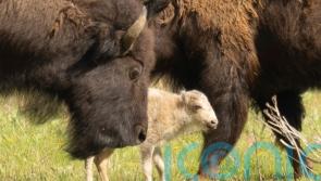 Native American ceremony celebrates birth of white buffalo calf in Yellowstone