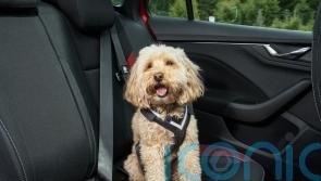 How to stay safe when travelling with pets this summer
