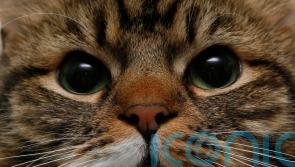 Fifth of cat owners ‘do not intend to get their pet microchipped’