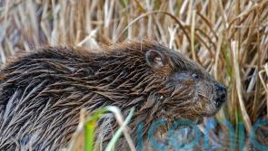 Signs of beavers living by Dorset river confirmed by wildlife trust