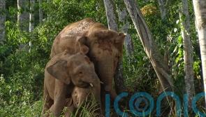 Bornean elephant assessed as endangered in new threatened species list