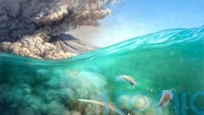 &lsquo;Remarkably preserved&rsquo; 500-million-year-old sea creature discovered