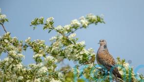 Turtle dove hunting ban boosts western European population by 25%