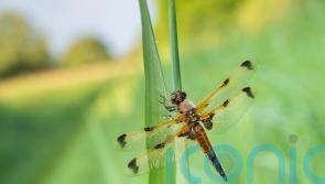 Wicken Fen declared ‘dragonfly hotspot’ as ancient insects thrive in nature site