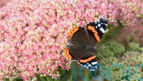 What butterflies will you be spotting during Big Butterfly Count?