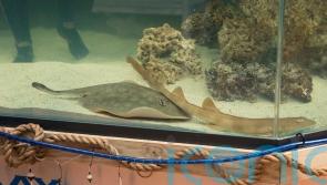 Stingray that got pregnant despite no male companion has died, aquarium says