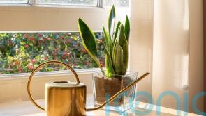 7 beautiful houseplants that are almost impossible to kill