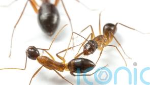 Ants amputate legs in order to ensure survival – study
