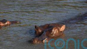 Trotting hippos can become airborne, scientists say
