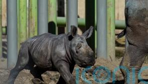 Newborn white rhino Silverio takes his first steps in Chilean zoo
