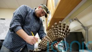 Wildlife agency reveals plan to kill 450,000 owls to safeguard another species