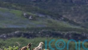 White-tailed eagle pair still tending to injured chick in its second year – RSPB