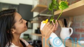 11 signs your plants are stressed