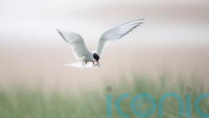 Anxious wait to see how Arctic terns fare at colony struck by bird flu in 2023