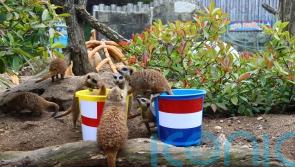 ‘Mystic meerkats’ predict England victory against Netherlands in Euros
