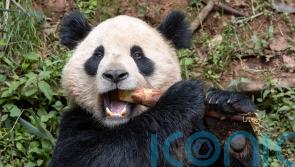 Pair of giant pandas from China acclimating to new home at San Diego Zoo