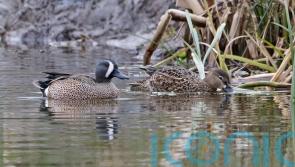 Rare blue-winged teal ducks ‘likely’ to have attempted to breed in Yorkshire