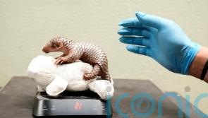 Prague Zoo celebrates birth of second critically endangered Chinese pangolin